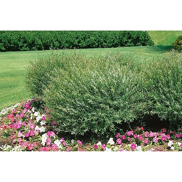 Salix purpurea 'Nana' 125-150 cm günstig online kaufen