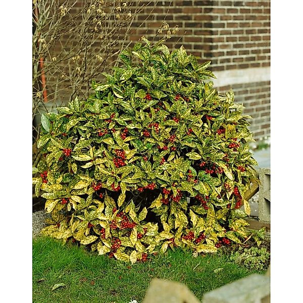 Aucuba Japonica Crotonifolia Japanische Aukube Grün-Gelb 10–15 cm günstig online kaufen