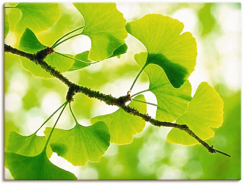 Artland Wandbild "Ginkgo" Blätter 1 Stk. tlg. als Leinwandbild, Poster in v günstig online kaufen