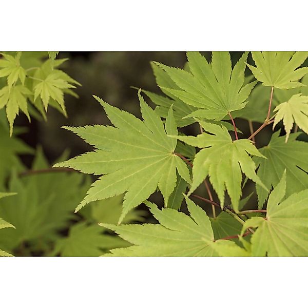 Acer Shirasawanum Jordan Japanischer Ahorn Gelbgrün 60–80 cm günstig online kaufen