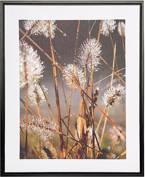 Creativ home Bild mit Rahmen "Leinwandbild Blüten mit Tropfen", (1 St.), mi günstig online kaufen