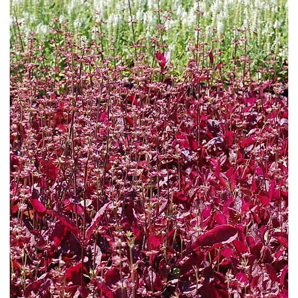 Indianischer Heilsalbei Purple Knockout - Salvia lyrata günstig online kaufen