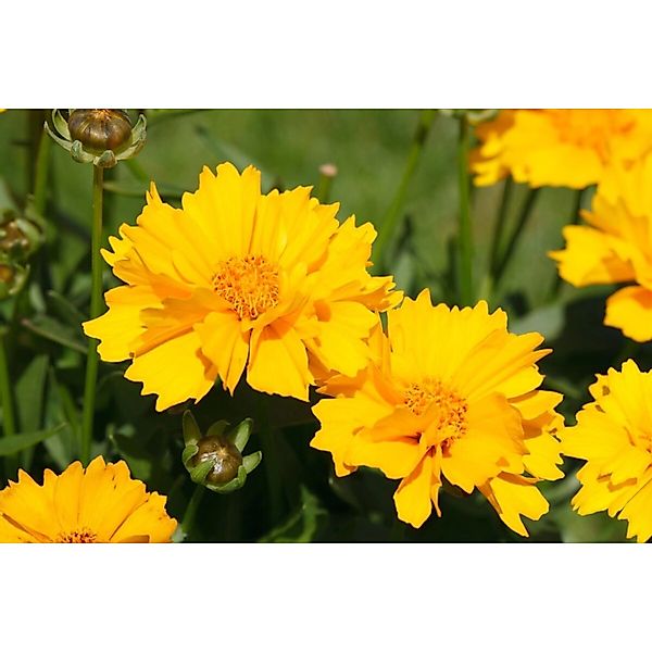 Coreopsis Grandiflora Mädchenauge Gen Ca 9x9 cm Topf günstig online kaufen