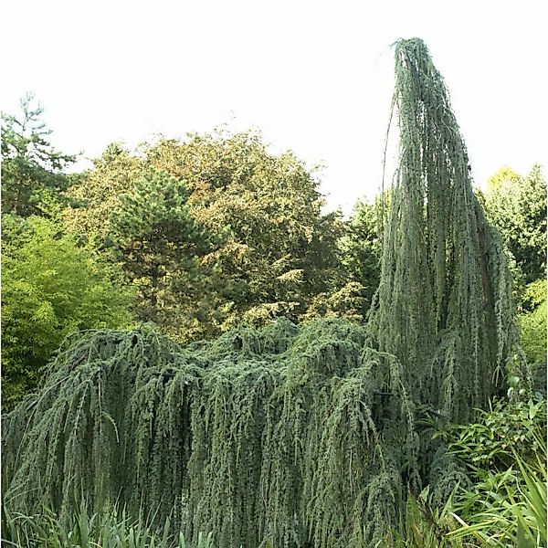 Hänge-Libanon-Zeder 80-100cm - Cedrus libani günstig online kaufen