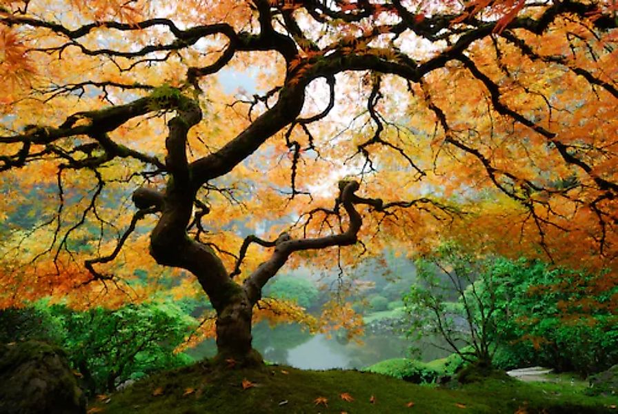 Papermoon Fototapete »Autumn Maple Tree« günstig online kaufen