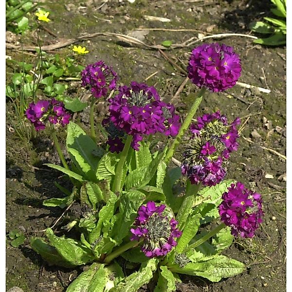 Kugelprimel Rubin - Primula denticulata günstig online kaufen