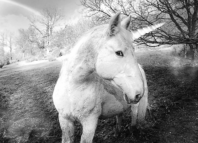 Papermoon Fototapete "Einhorn Schwarz & Weiß" günstig online kaufen