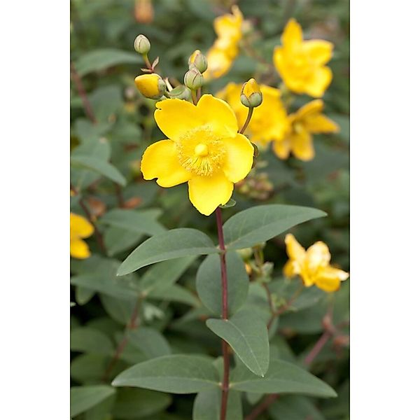 Hypericum Moserianum Johanniskraut 20-30 cm günstig online kaufen