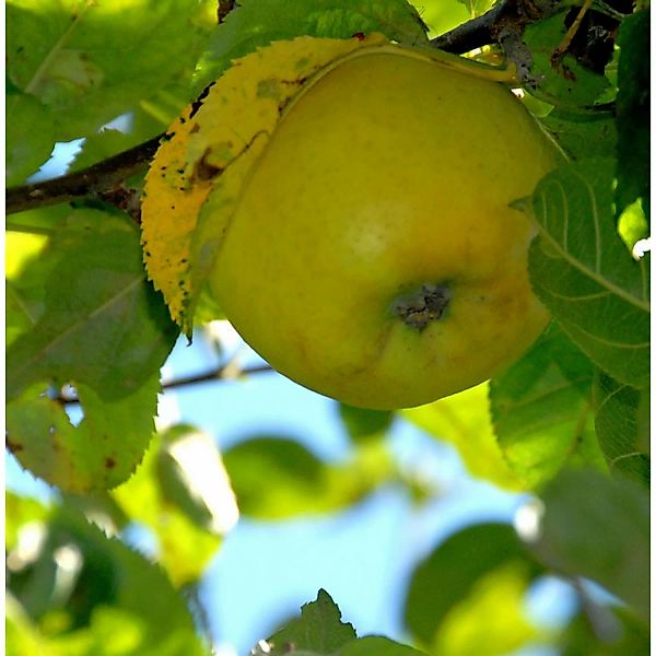 Apfelbaum Goldrenette von Blenheim 60-80cm - knackig und großzellig günstig online kaufen