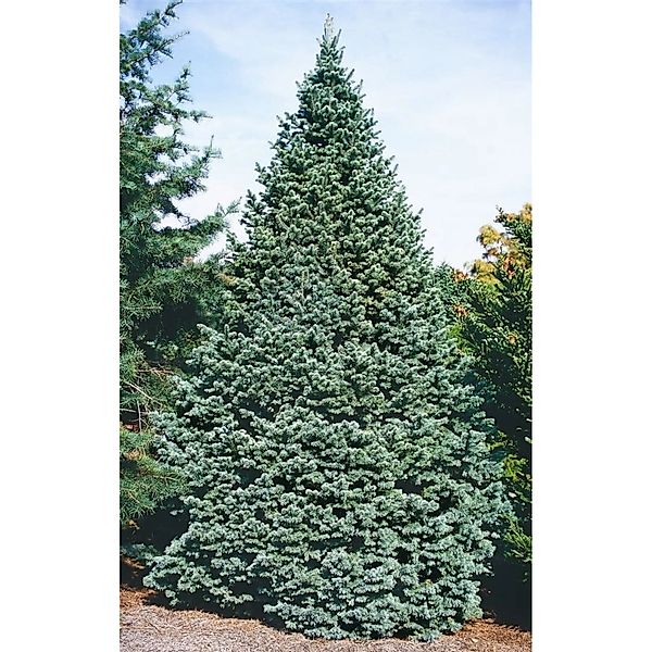 Abies Lasiocarpa Compacta Zwerg-Tanne 125–150 cm günstig online kaufen