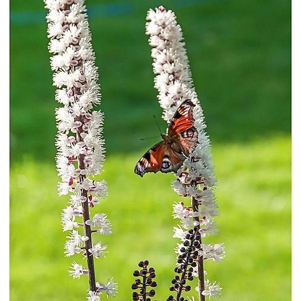 Silberkerze Armleuchter - Actaea simplex günstig online kaufen
