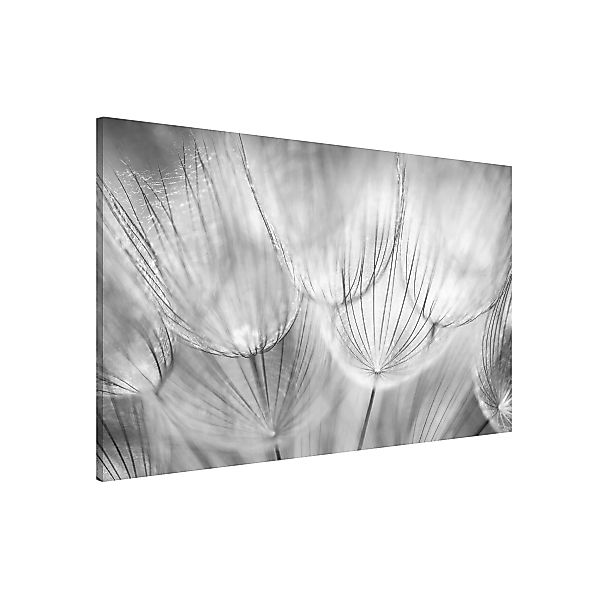 Magnettafel Blumen - Querformat 3:2 Pusteblumen Makroaufnahme in schwarz we günstig online kaufen