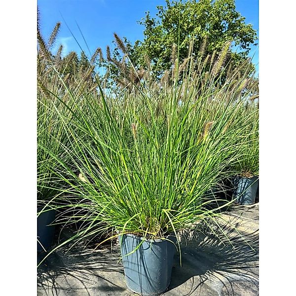 Pennisetum Alopecuroides Hameln Lampenputzergras Ca. 3-5 L Container günstig online kaufen