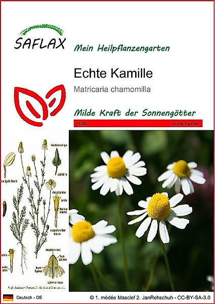 SAFLAX Blumensamen SAFLAX - Samen - Echte Kamille günstig online kaufen