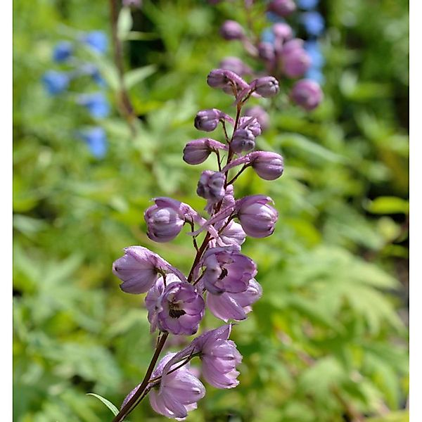 Rittersporn New Millennium Dusky Maidens - Delphinium günstig online kaufen