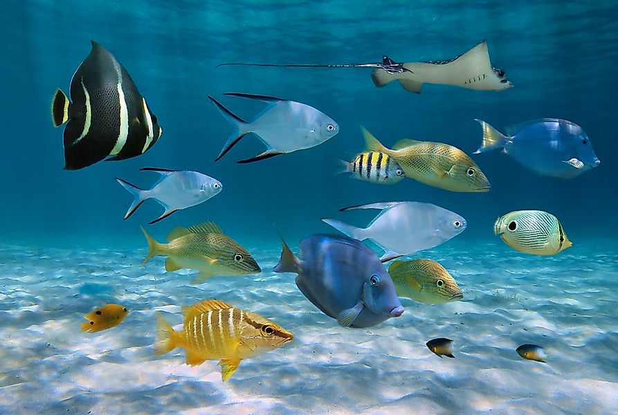 Papermoon Fototapete "Fische" günstig online kaufen
