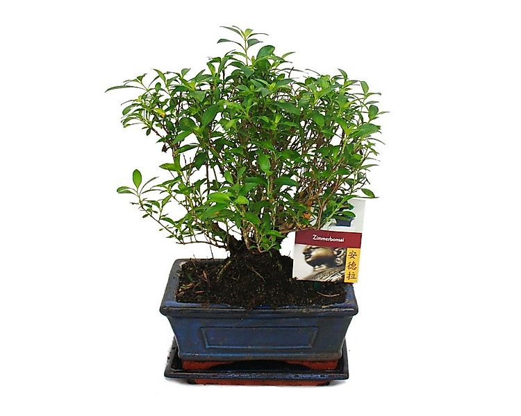 Exotenherz Zimmerpflanze Bonsai - Serissa - Junischnee - Kugel-Form - ca. 6 günstig online kaufen