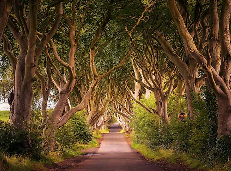 Papermoon Fototapete »Dark Hedges Tree Tunnel« glatt günstig online kaufen