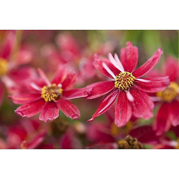 Coreopsis Rosea Limerock Ruby Mädchenauge Ca. 11x11 cm Topf günstig online kaufen