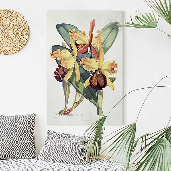 Leinwandbild Walter Hood Fitch - Orchidee günstig online kaufen