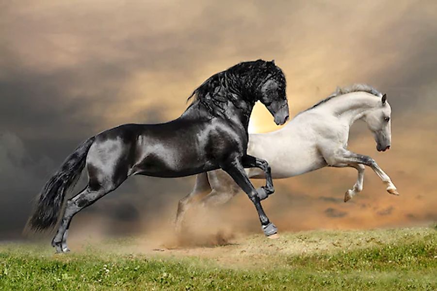 Papermoon Fototapete »Black and White Horses« glatt günstig online kaufen