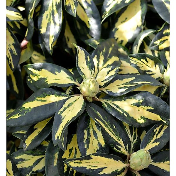 Großblumige Rhododendron Blattgold 25-30cm - Alpenrose günstig online kaufen