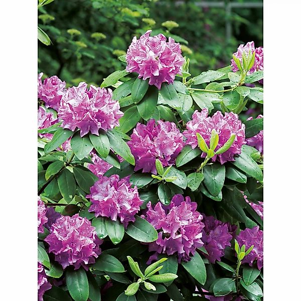 OBI Rhododendron Roseum Elegans Rosa Höhe ca. 30-40 cm Topf ca.5l Rhododend günstig online kaufen