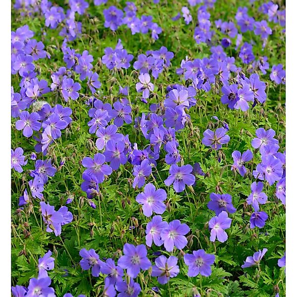 Wiesenstorchschnabel Johnsons Blue - Geranium pratense günstig online kaufen