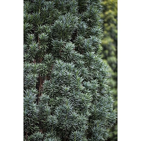 Taxus baccata 'Pirat' 100-120 cm günstig online kaufen