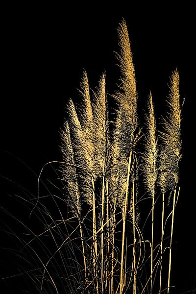 Leonique Acrylglasbild "Pampas Gras - Acrylbilder mit Blattgold veredelt", günstig online kaufen