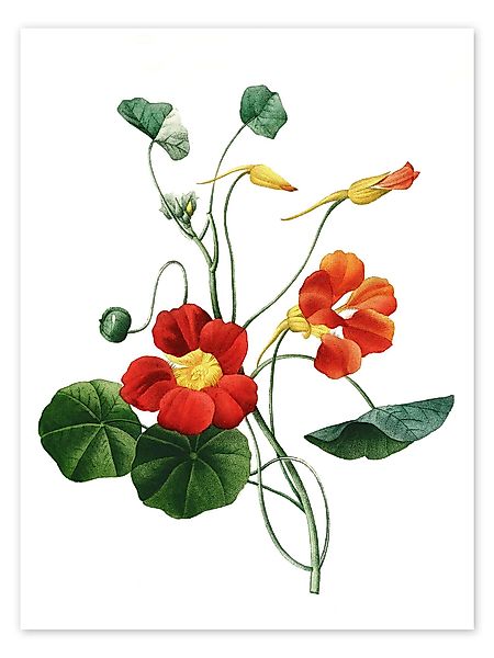 Posterlounge Wandbild Kapuzinerkresse, Pierre Joseph Redouté, günstig online kaufen