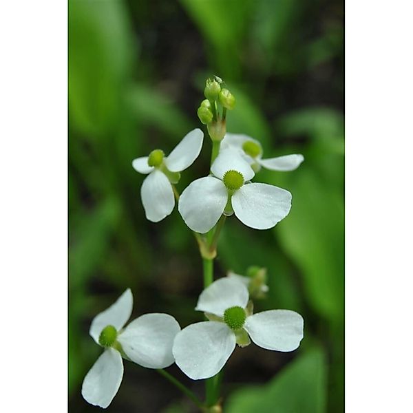 Alisma Parviflorum Kleines Froschkraut Ca. 9x9 cm Topf günstig online kaufen