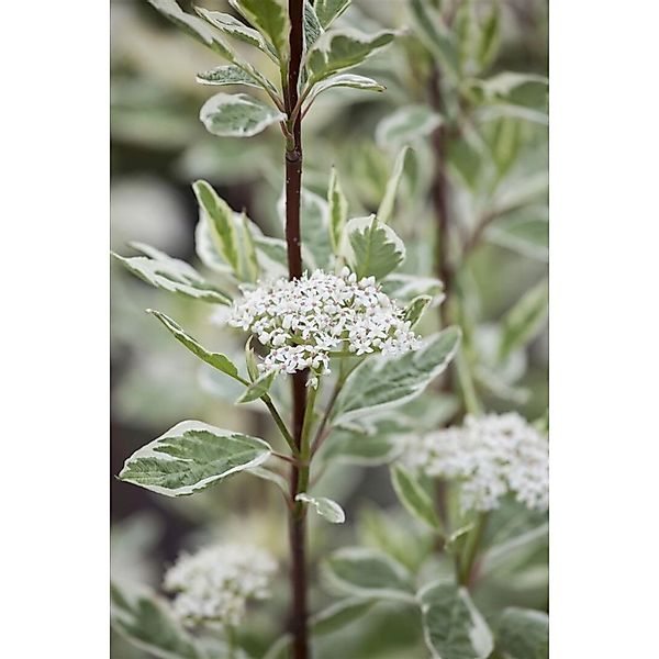 Cornus Alba Elegantissima Hartriegel Weißbunt 40–60 cm günstig online kaufen