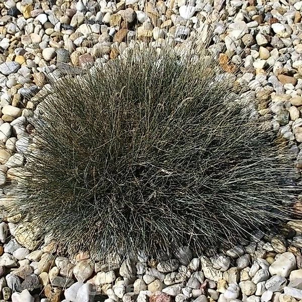 Walliser Schafschwingel Zwergenkönig - Festuca valesiaca günstig online kaufen