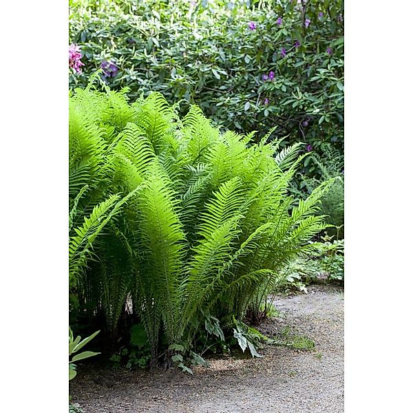 Osmunda Cinnamomea Zimtfarn Ca. 9x9 cm Topf günstig online kaufen