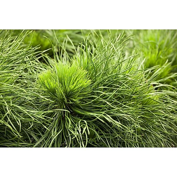 Pinus Mugo Varella Bergkiefer Kompakt 25–30 cm günstig online kaufen