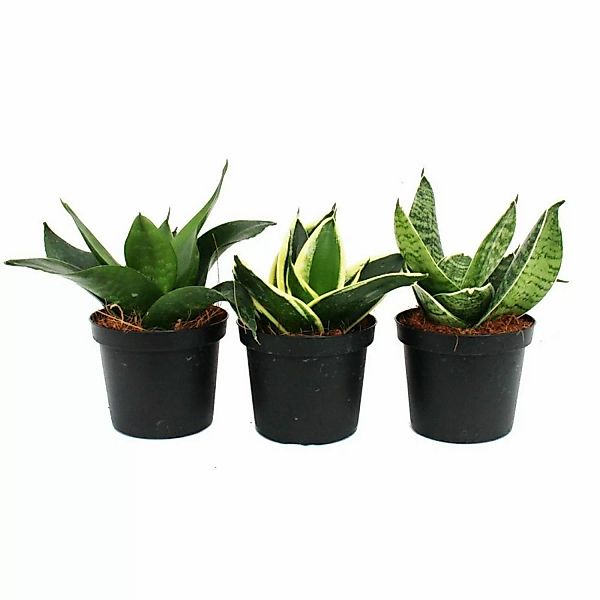 Exotenherz Sansevieria Trifaciata Hahnii 3 Verschiedene Pflanzen im 9cm Top günstig online kaufen