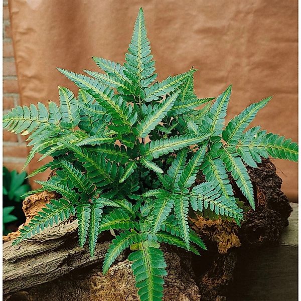 Polystichum Acrostichoides Weihnachtsfarn Ca. 9x9 cm Topf günstig online kaufen