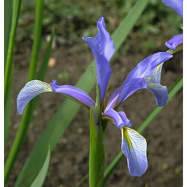 Hohe Steppeniris - Iris spuria günstig online kaufen