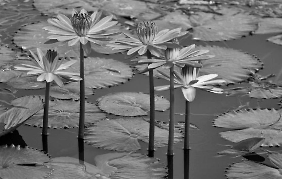 Papermoon Fototapete »Seerosen, Teich, Blüten, Blätter Schwarz & Weiß« günstig online kaufen