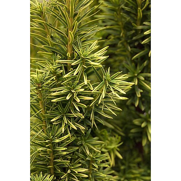 Taxus Baccata Fastigiata Aurea Gelbe Säuleneibe 90–100 cm günstig online kaufen