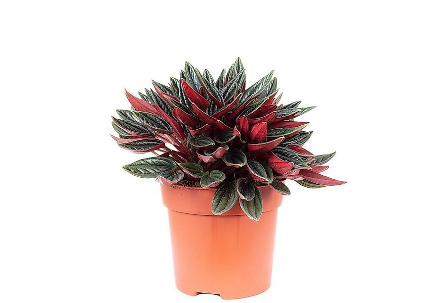 Flowerbox Zimmerpflanze Zwergpfeffer "Smit Rosso" - Peperomia, - Höhe ca. 1 günstig online kaufen