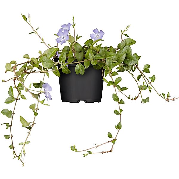 Immergrün Bowles Blauviolett Topf-Ø ca. 9 cm Vinca minor günstig online kaufen