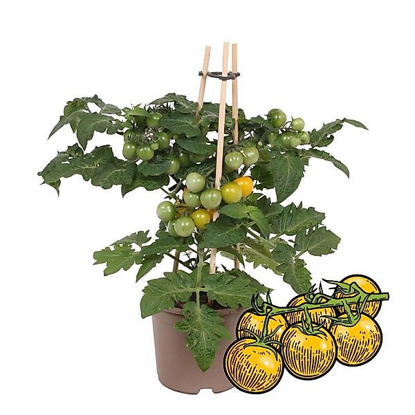 Exotenherz Gelbe Kirschtomate Cherrytomate Pflanze mit Vielen Früchten für günstig online kaufen