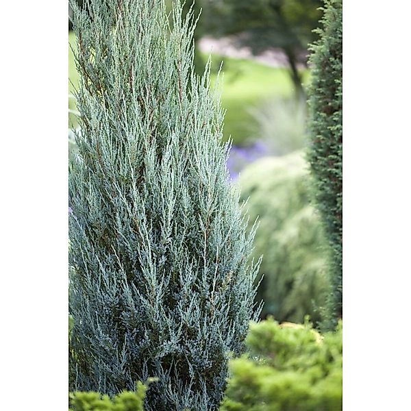 Juniperus Scopulorum Blue Arrow Wacholder Säulenförmig 15–20 cm günstig online kaufen