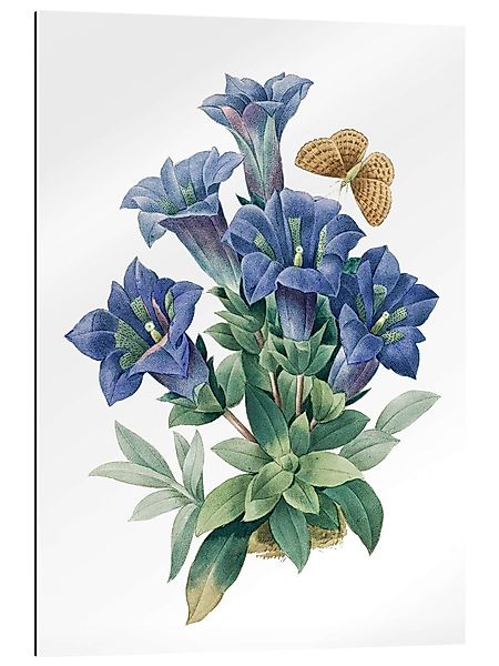 Posterlounge Wandbild Kochscher Enzian (Gentiana acaulis), günstig online kaufen
