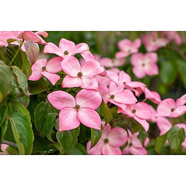 Cornus Florida Rubra Blumen-Hartriegel Rosa Blüten 40–60 cm günstig online kaufen