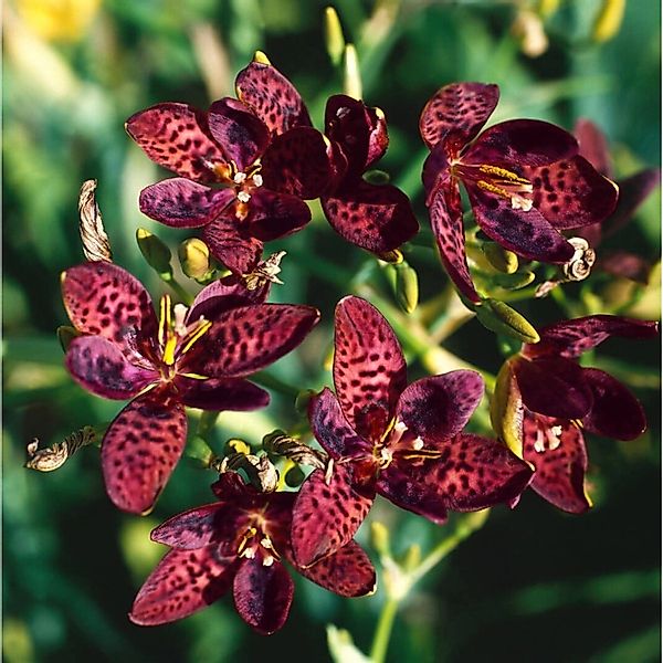 Pardancanda (X) Norrisii Ca. 9x9 cm Topf günstig online kaufen