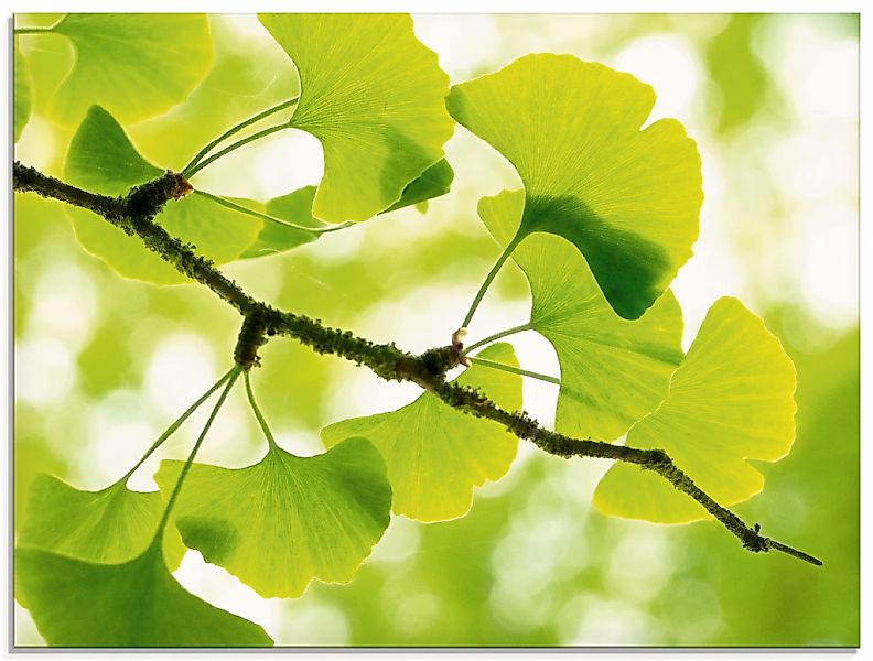 Artland Glasbild "Ginkgo" Blätter 1 Stk. tlg. in verschiedenen Größen günstig online kaufen