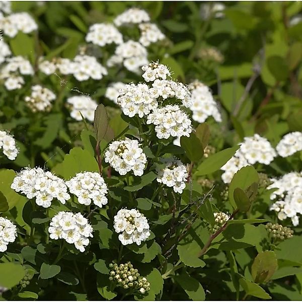 Birkenblättrige Spiere 20-30cm - Spiraea betulifolia günstig online kaufen